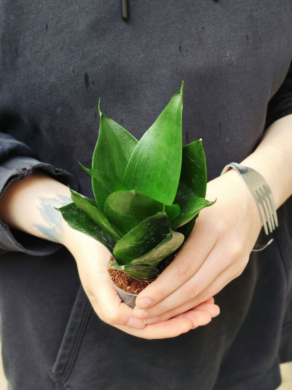 Сансевиерия Ханни Блэк (Sansevieria Hahnii Black) D6см