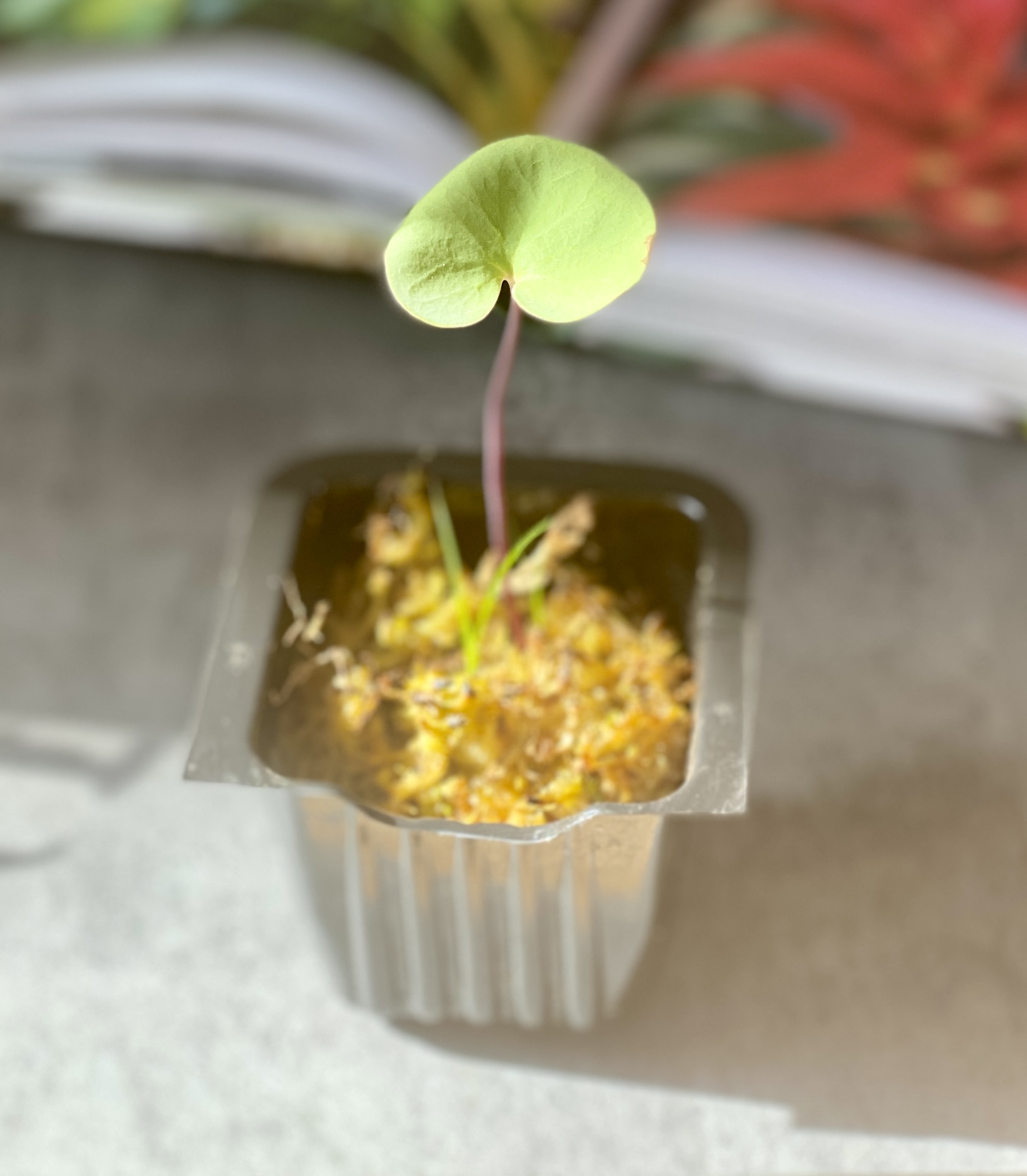 Пузырчатка почковидная (Utricularia reniformis)