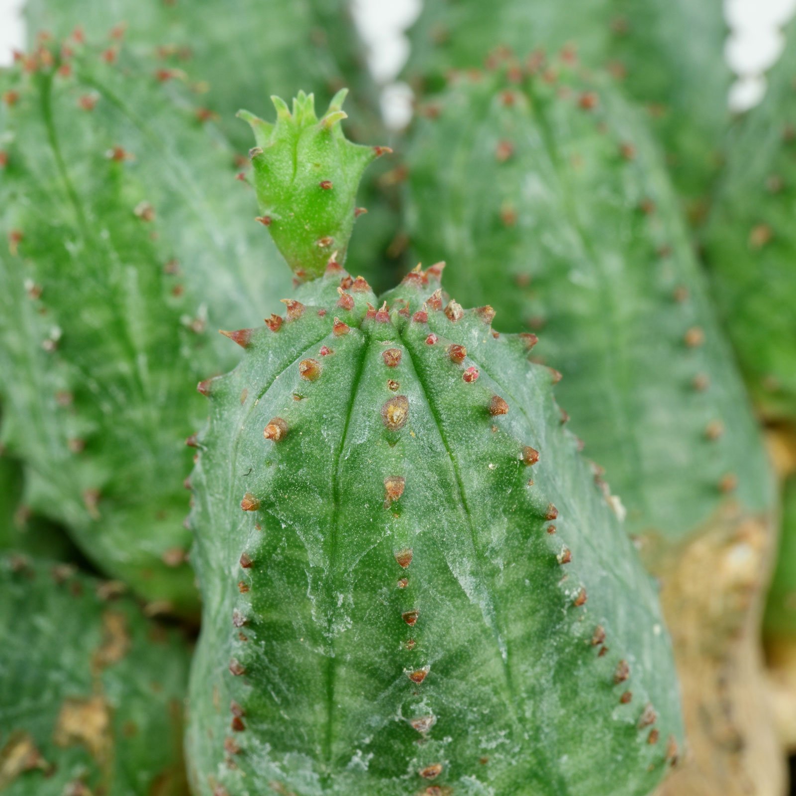 Эуфорбия Глобоза, или Молочай Шаровидный (Euphorbia Globosa) D6см