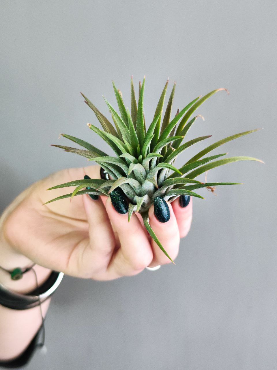 Тилландсия Ионанта Зеленая XL (Tillandsia Ionantha Green XL)