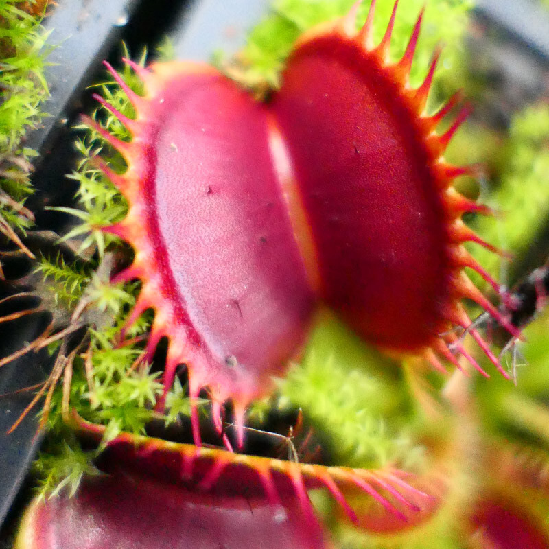 Венерина Мухоловка, Дионея Большая Пасть (Dionaea Muscipula Giant Big Mouth) D9см