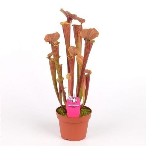 Саррацения Тиго (Sarracenia Tygo) D9см