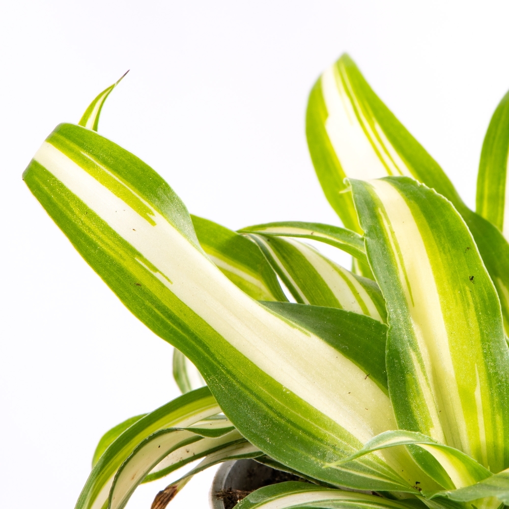 Хлорофитум Вариегата (Chlorophytum Variegatum) D6см