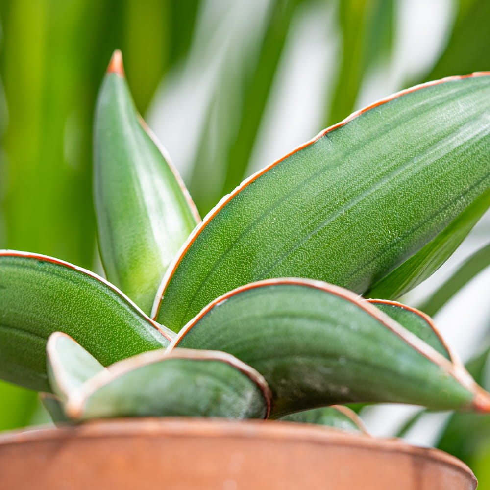 Сансевиерия Эренберга Самурай (Sansevieria Ehrenbergii Samurai) D6см