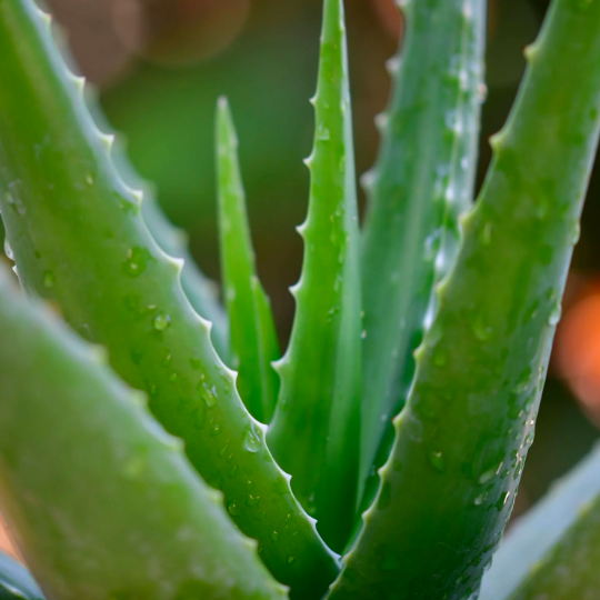 Алоэ Вера (Aloe Vera) D5см