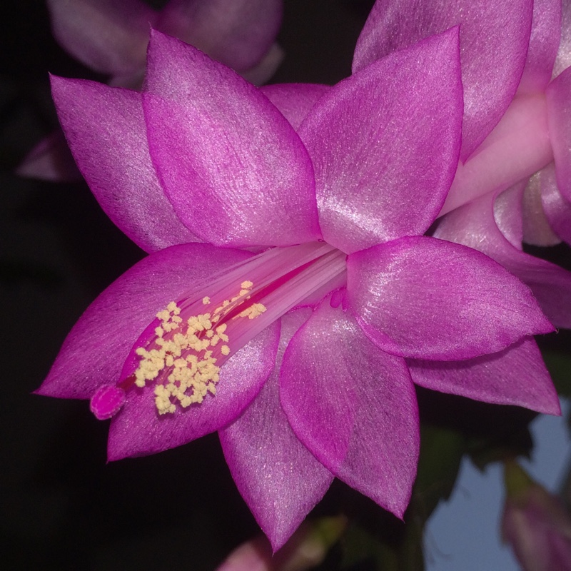 Декабрист Фиолетовый, или Шлюмбергера (Schlumbergera Tendenza Purple) D9см