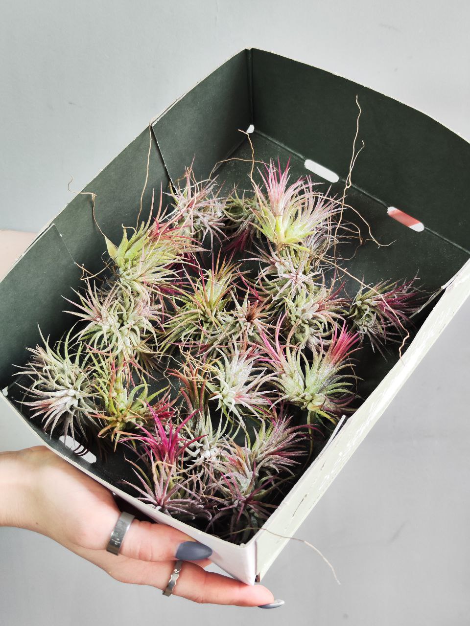 Тилландсия Ионанта Красная Болл (Tillandsia Ionantha Red Ball)
