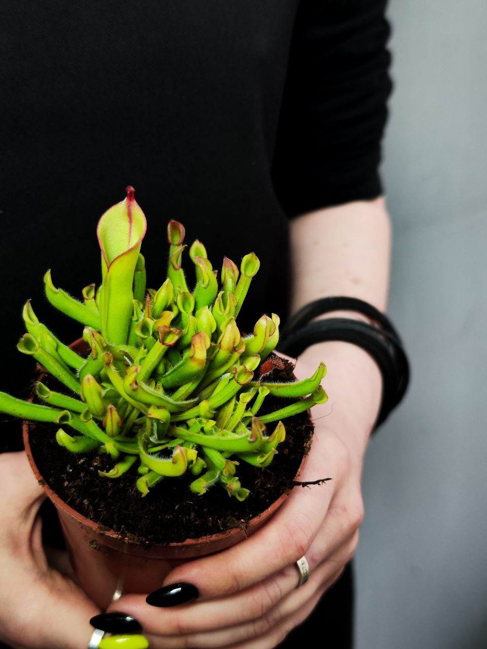 Гелиамфора (Heliamphora Heterodoxa x Minor) D9см