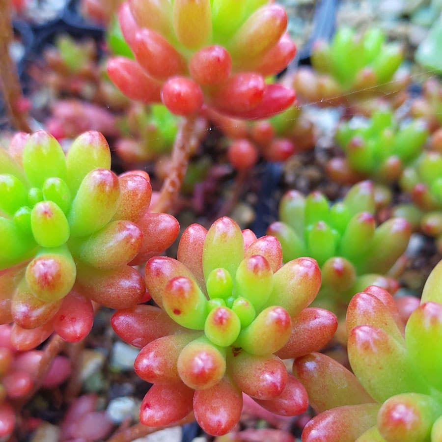 Седум Рубротинктум Аврора (Sedum Rubrotinctum Aurora) D8см