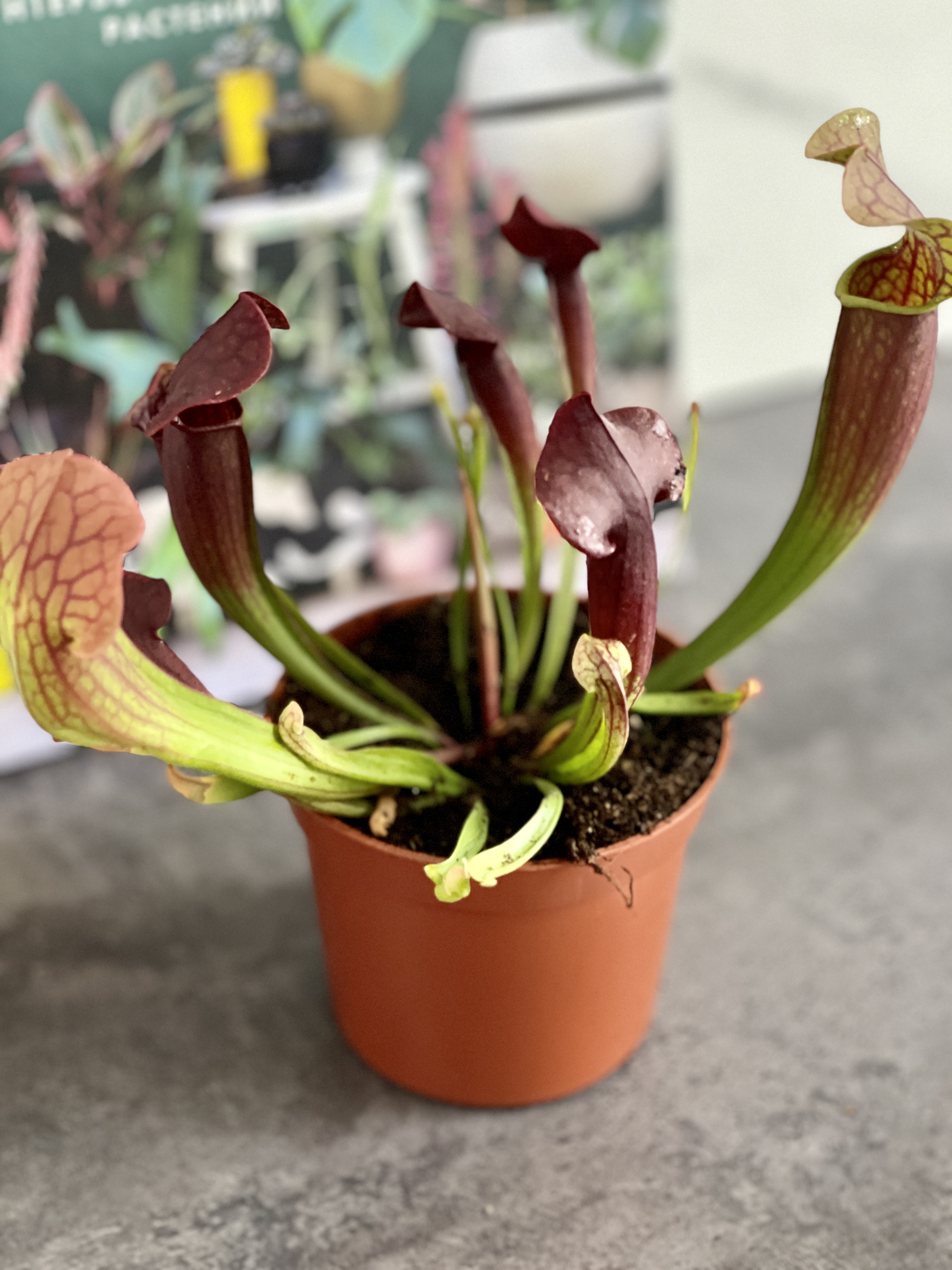 Саррацения Томас (Sarracenia Thomas) D9cм