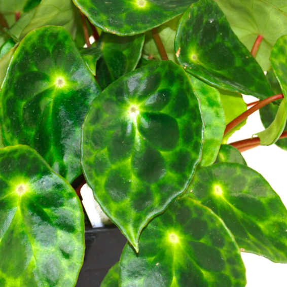 Бегония Кингиана (Begonia Kingiana) D12см