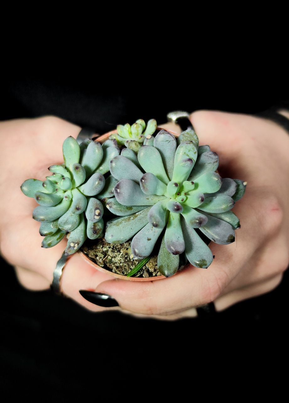 Граптопеталум Пахифиллум Блюбин (Graptopetalum Pachyphyllum Blue Bean) D5см