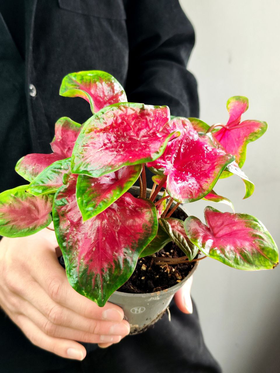 Каладиум Роял Флеш (Caladium Royal Flush) D12см