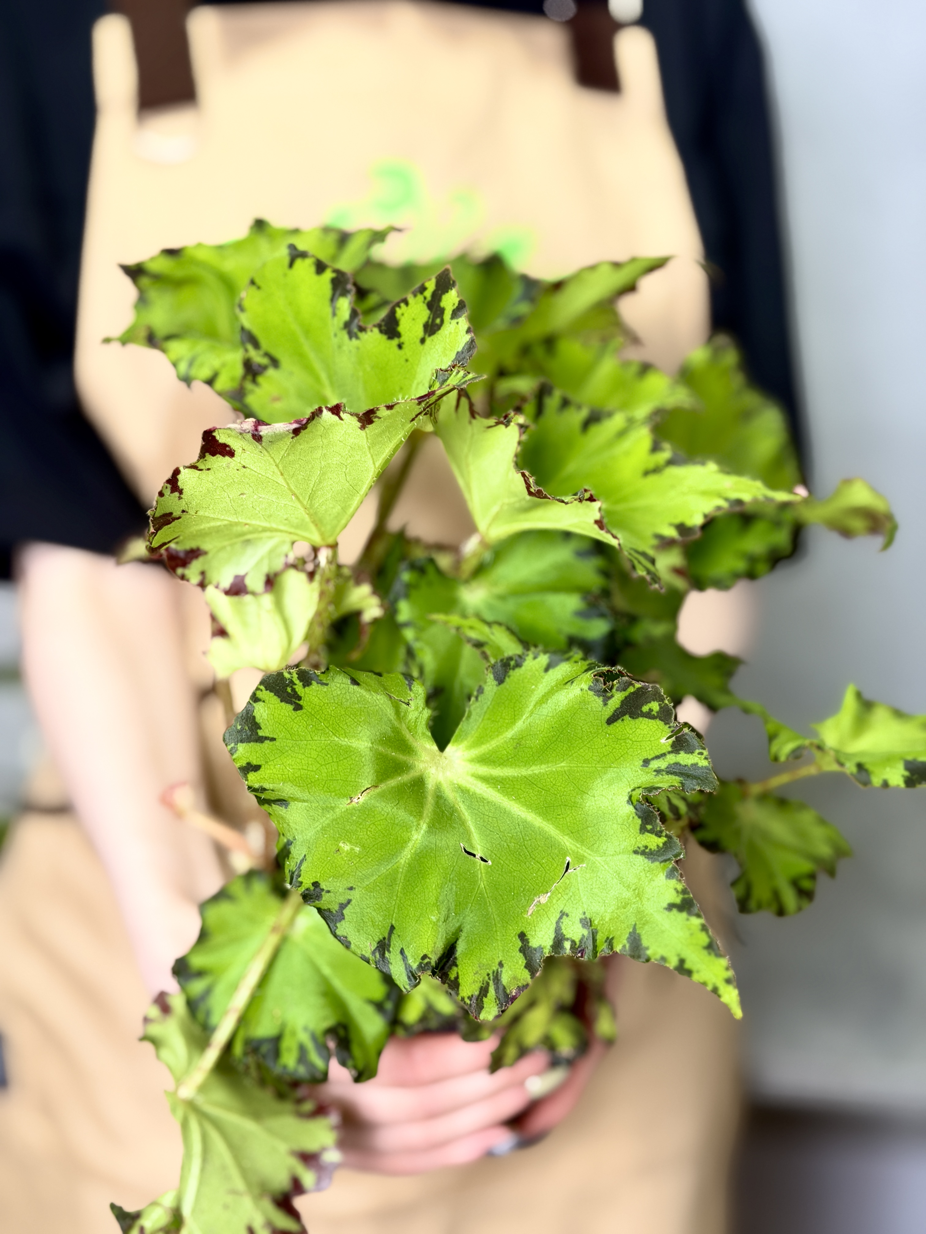 Бегония Рекс Ред Джайв (Begonia Rex Red Jive) D12см
