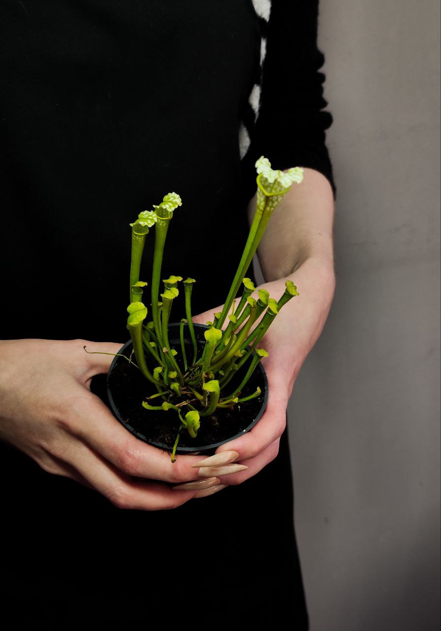 Саррацения Фарнхами Белая (Sarracenia White Farnhamii) D9см