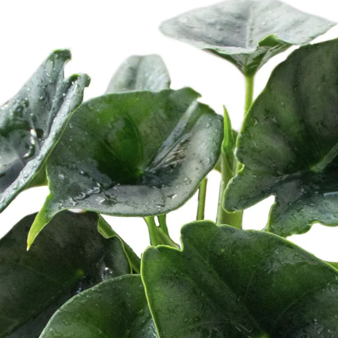 Алоказия Реверса (Alocasia Reversa) D6см
