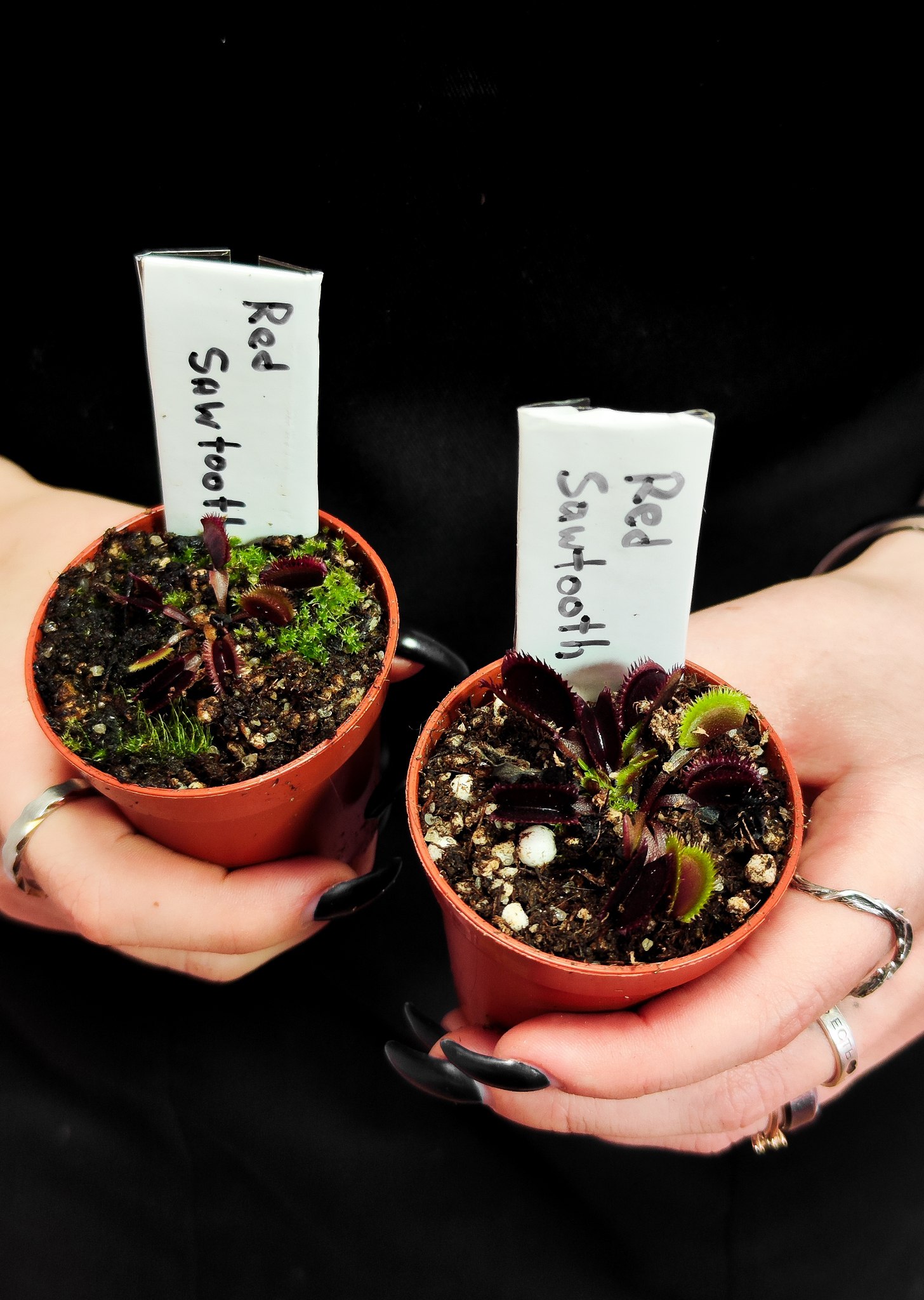 Венерина Мухоловка "Красная Пилообразная" (Dionaea Muscipula "Red Sawtooth") D5см