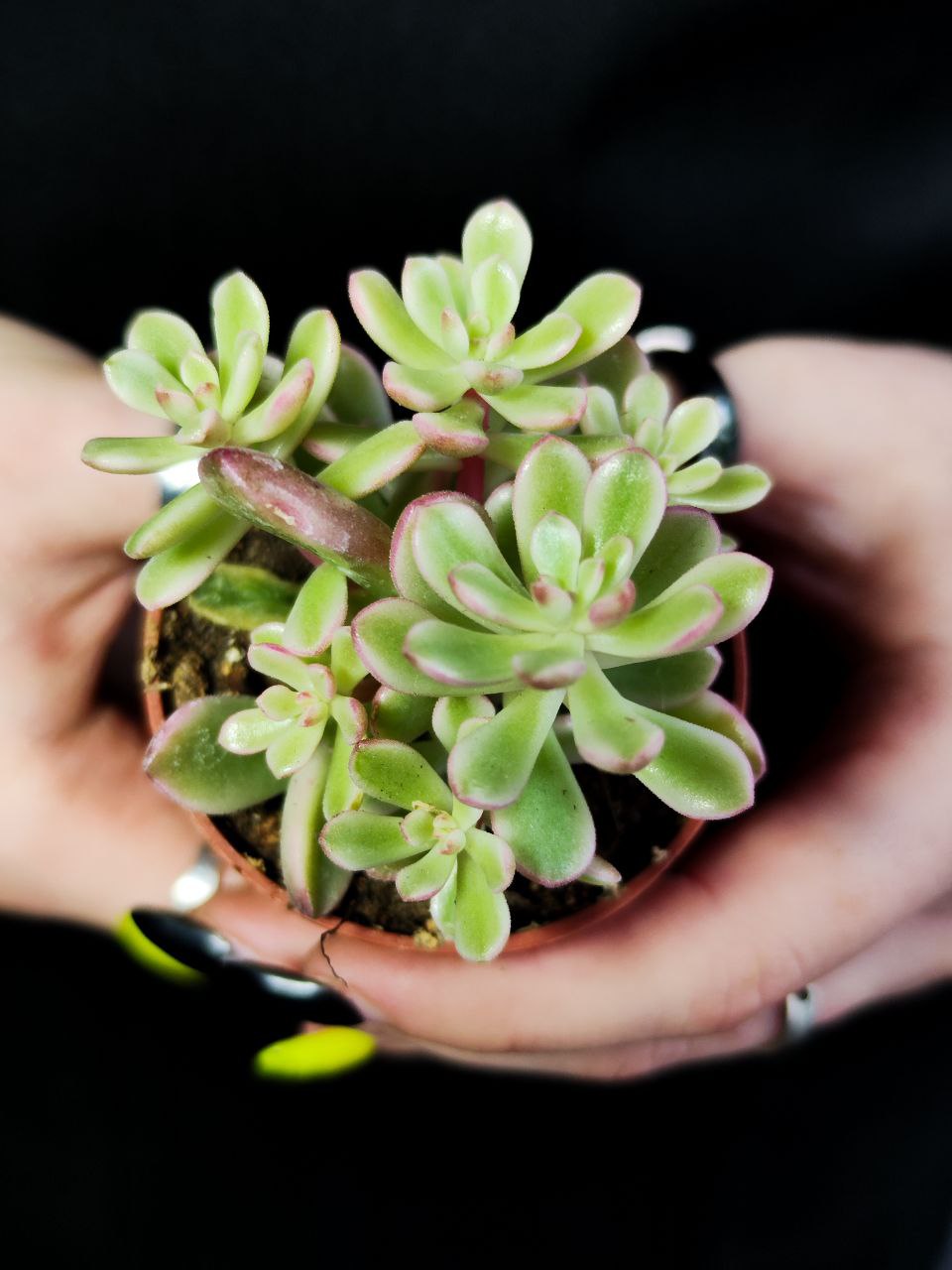 Седум Джойс Таллоч (Sedum Joyce Tulloch) D5см