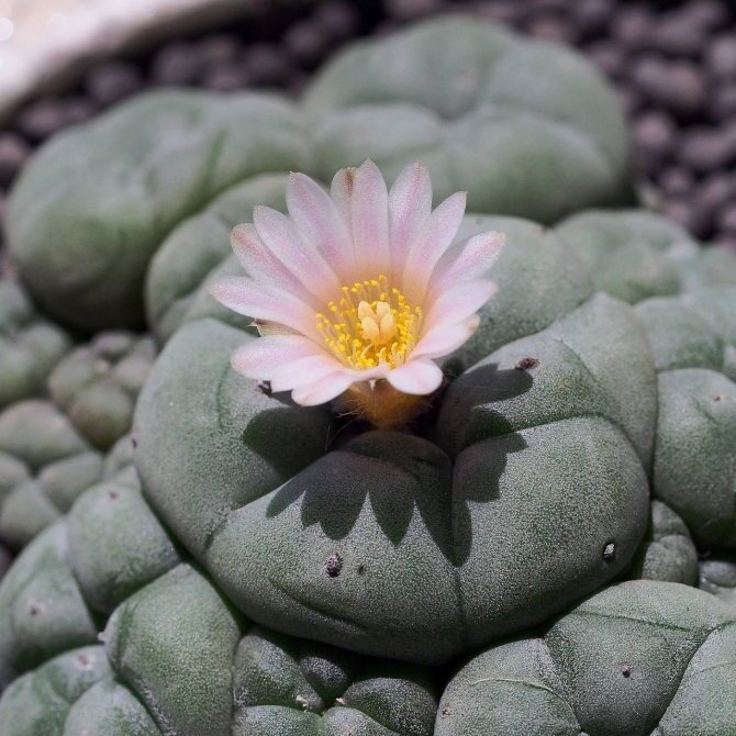 Кактус Лофофора Уильямса (Lophophora Williamsii) D5см