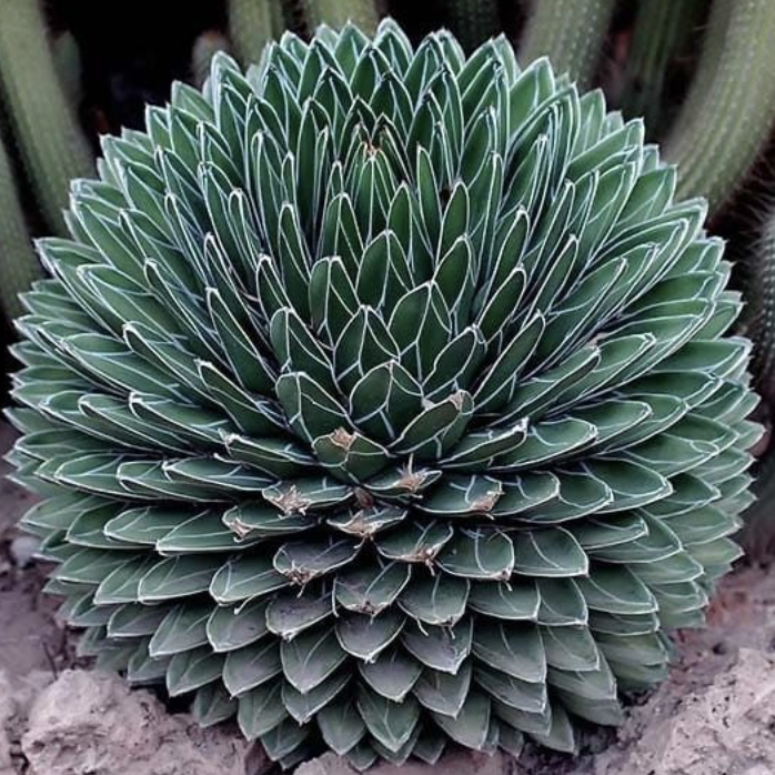 Агава Королевы Виктории (Agave Victoriae-Reginae) D8,5см