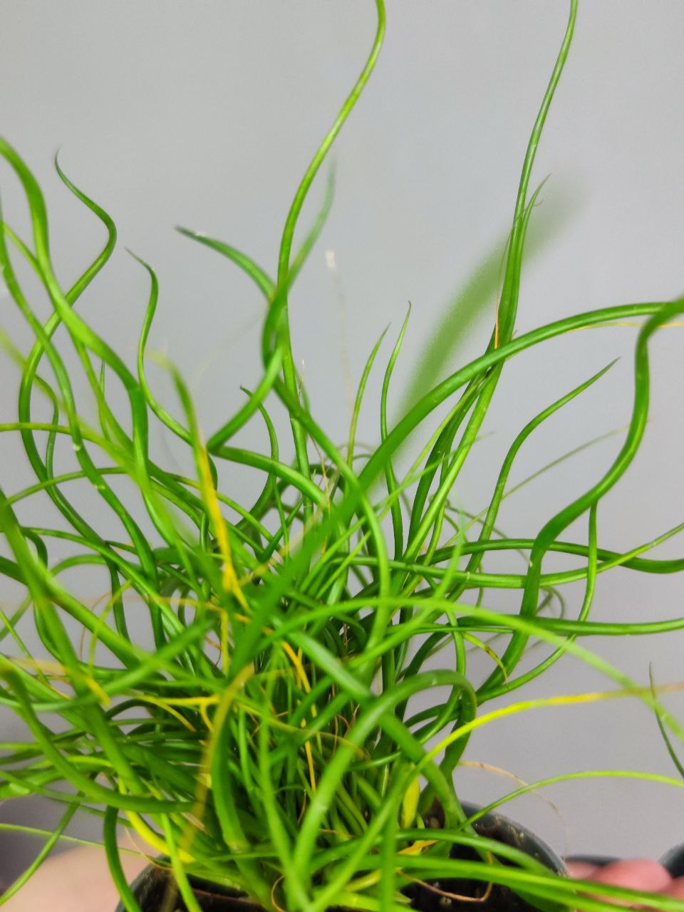 Джункус Спиралис, или Ситник (Juncus Spiralis) D6см