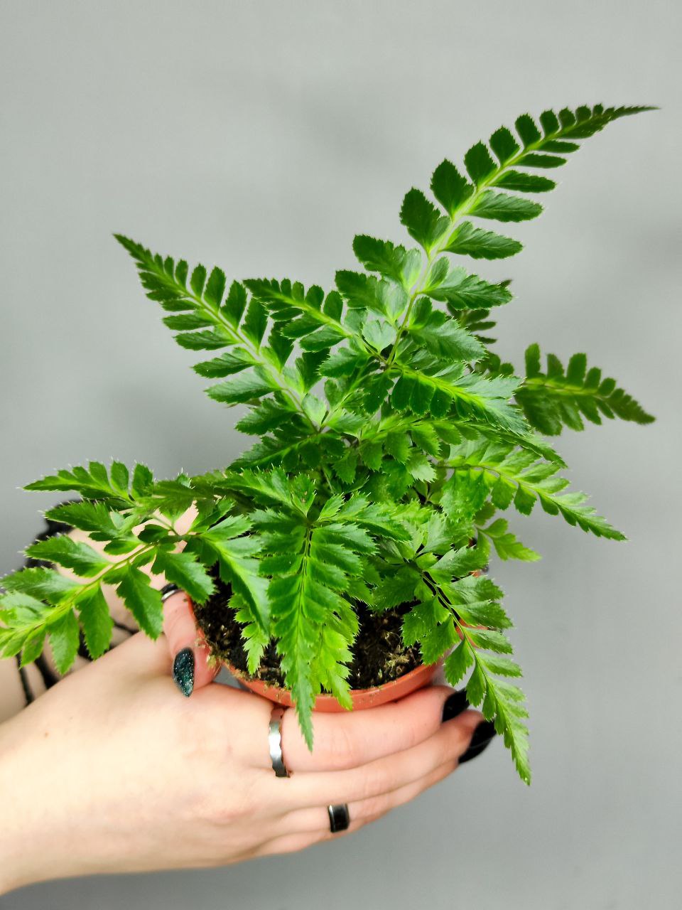 Румора Адиантиформис Вариегата (Rumohra Adiantiformis Variegata) D8,5см