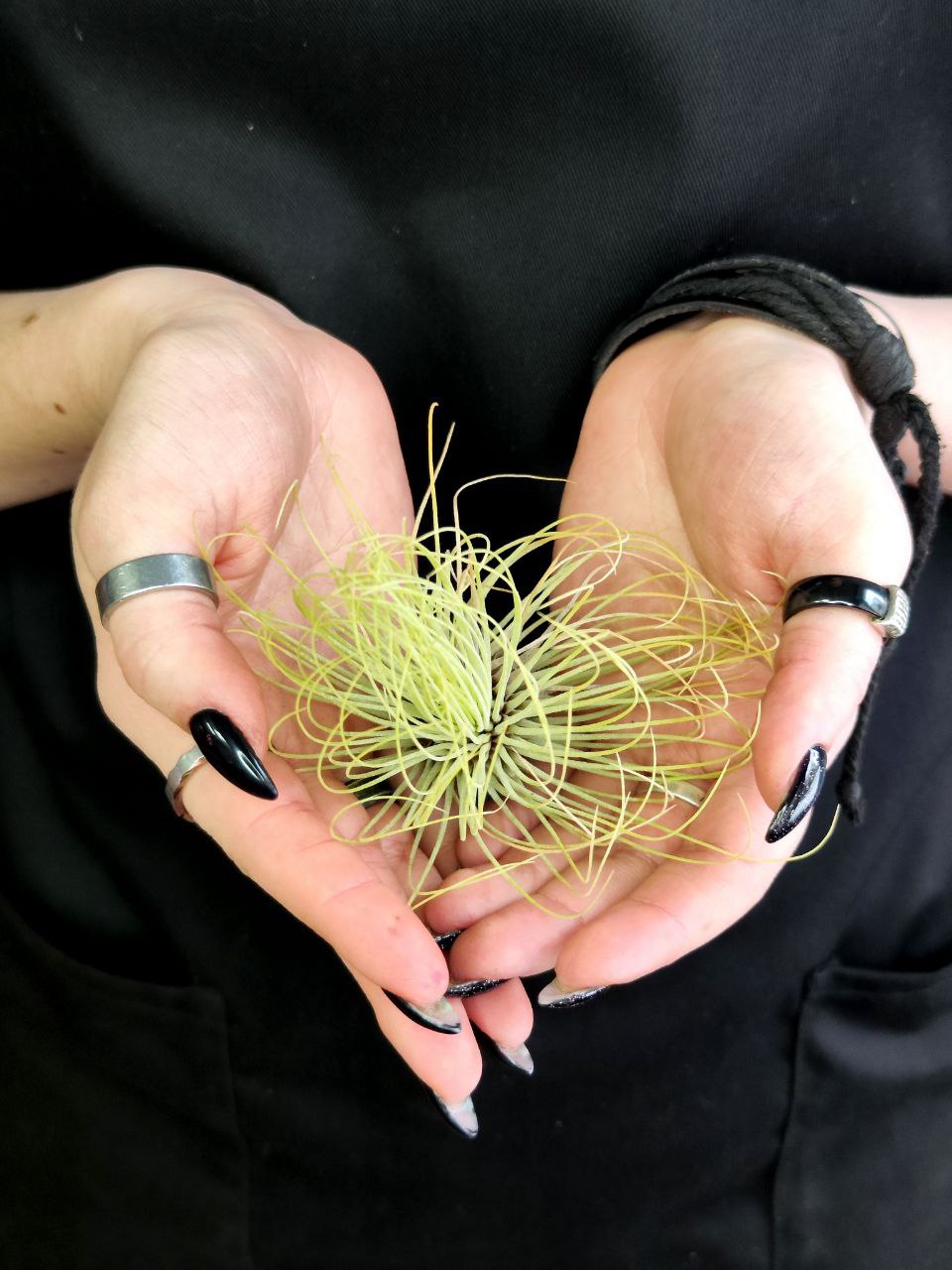 Тилландсия Андреана (Tillandsia Andreana)