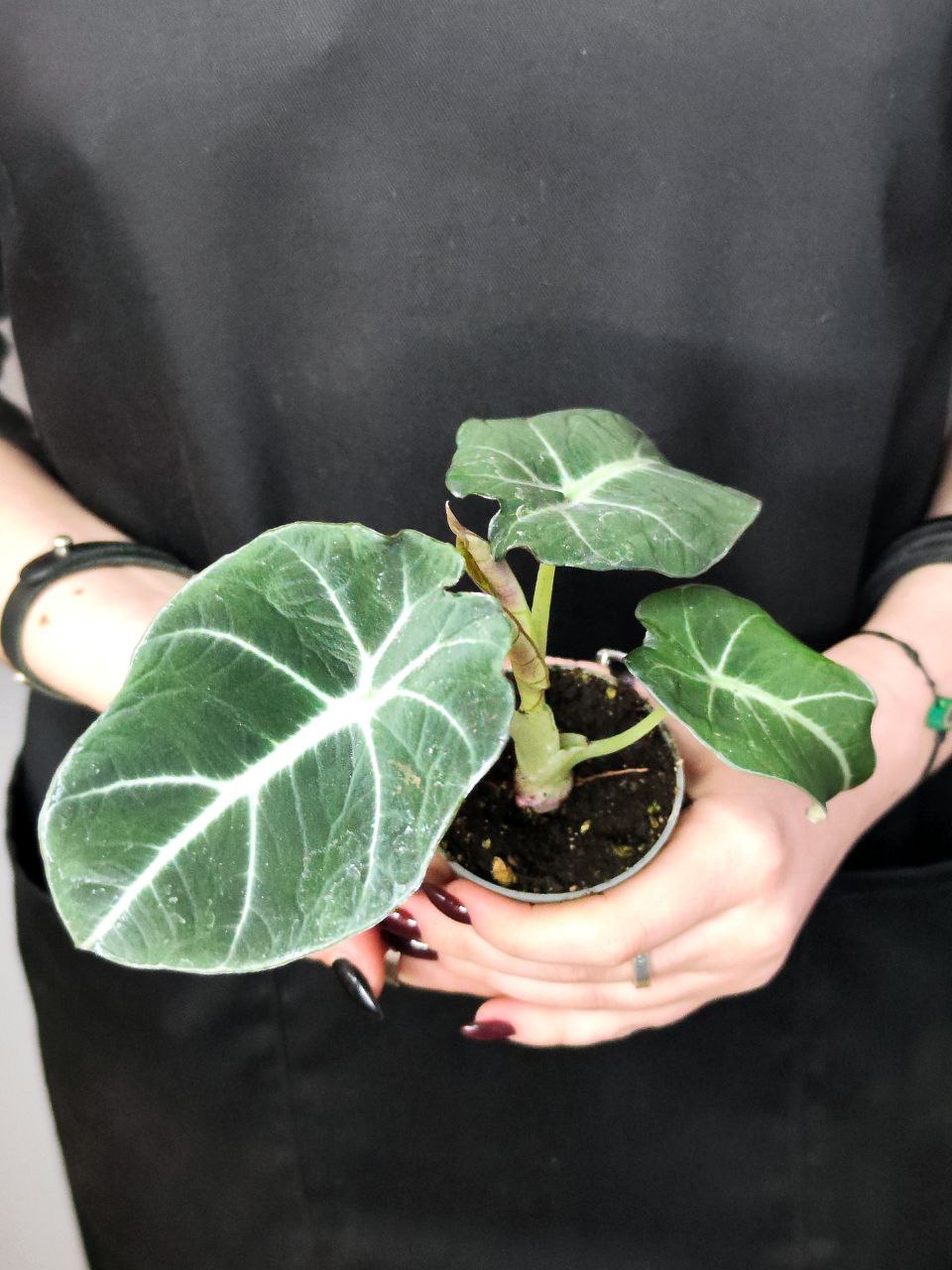 Алоказия Блэк Вельвет, или Черный Бархат (Alocasia Black Velvet) D6см