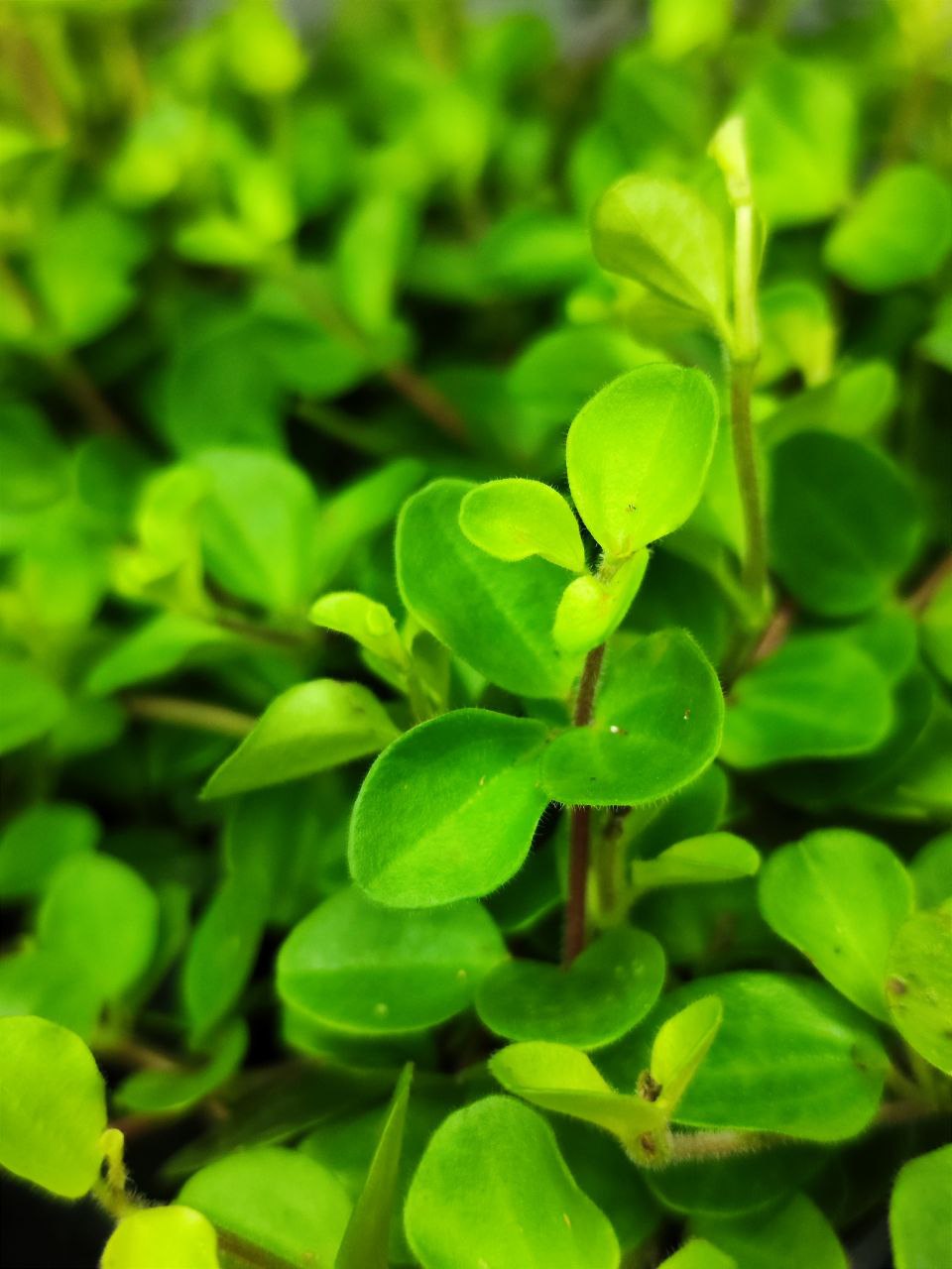 Пеперомия Круглолистная (Peperomia Rotundifolia) D5см