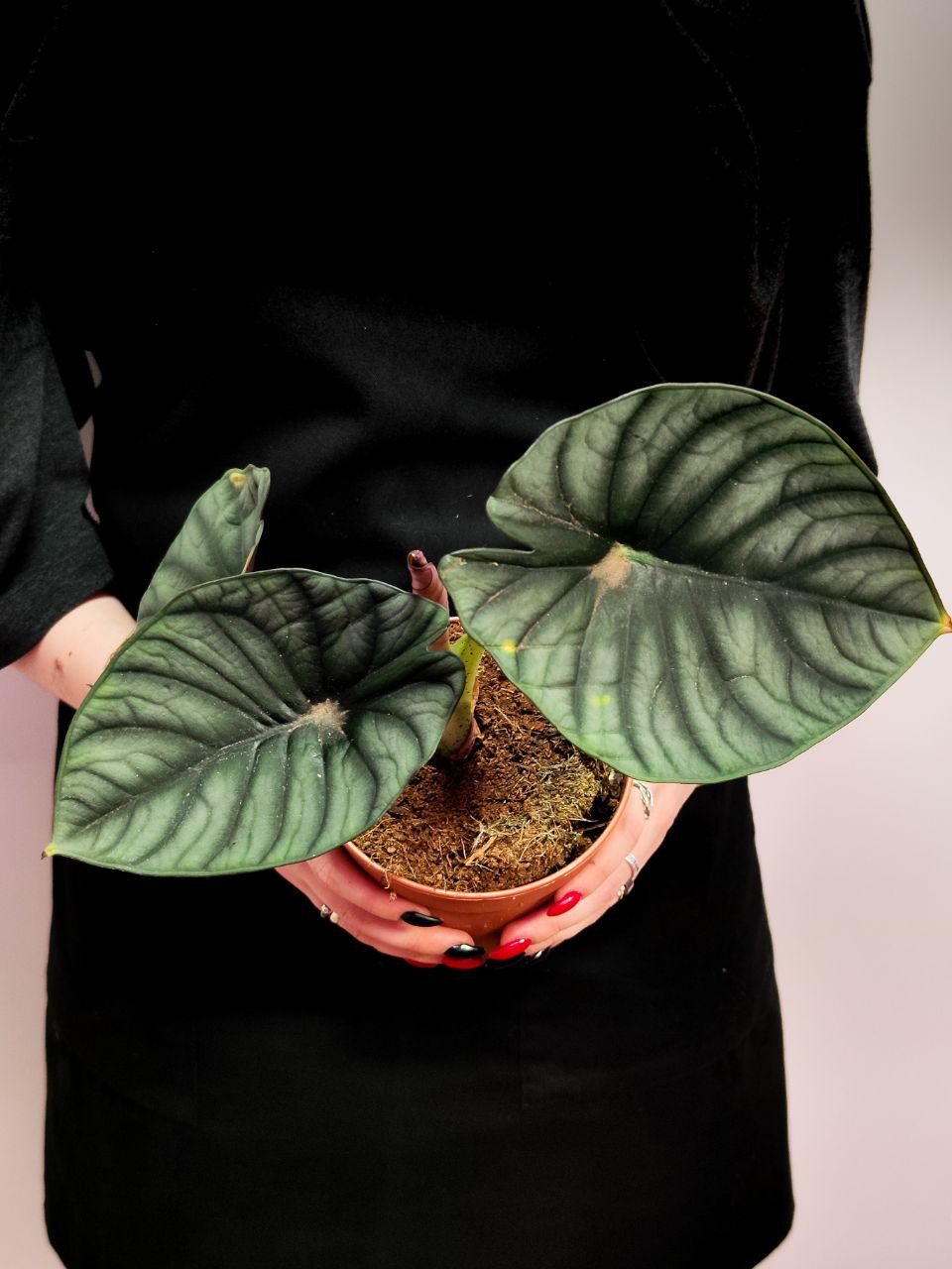 Алоказия Сильвер Небула (Alocasia Silver Nebula) D12см