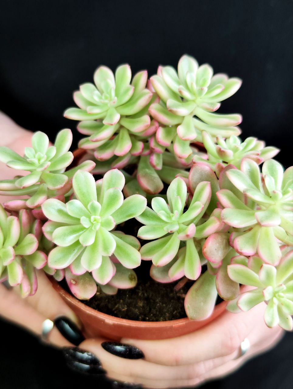 Седум Джойс Таллоч (Sedum Joyce Tulloch) D8см