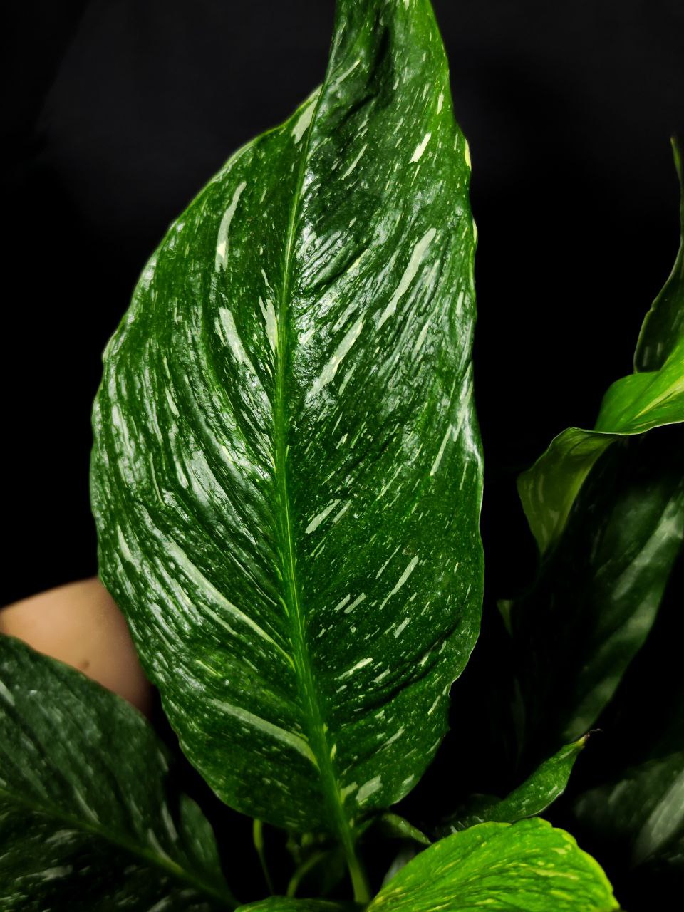Спатифиллум Джемини (Spathiphyllum Gemini) D12см