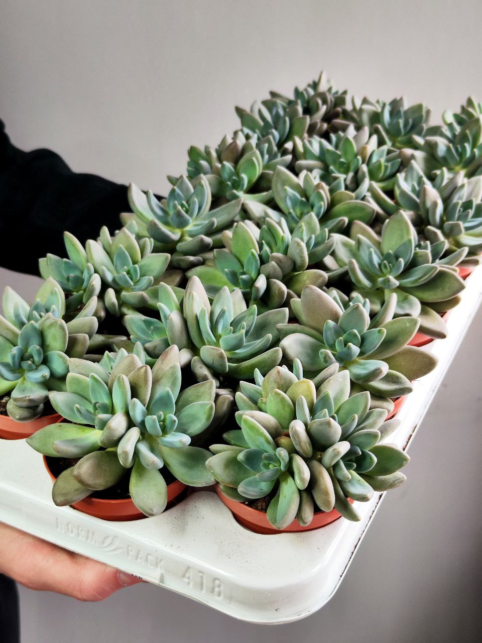 Пахифитум Брактеосум Фиткай (Pachyphytum Bracteosum Fitkai) D8,5см