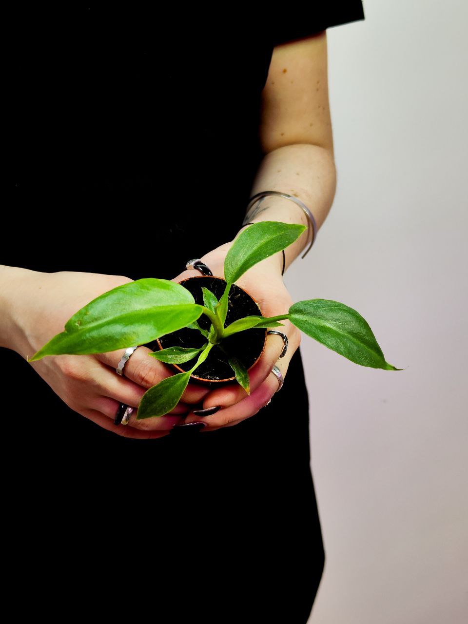 Филодендрон Радиатум (Philodendron Radiatum) D6см