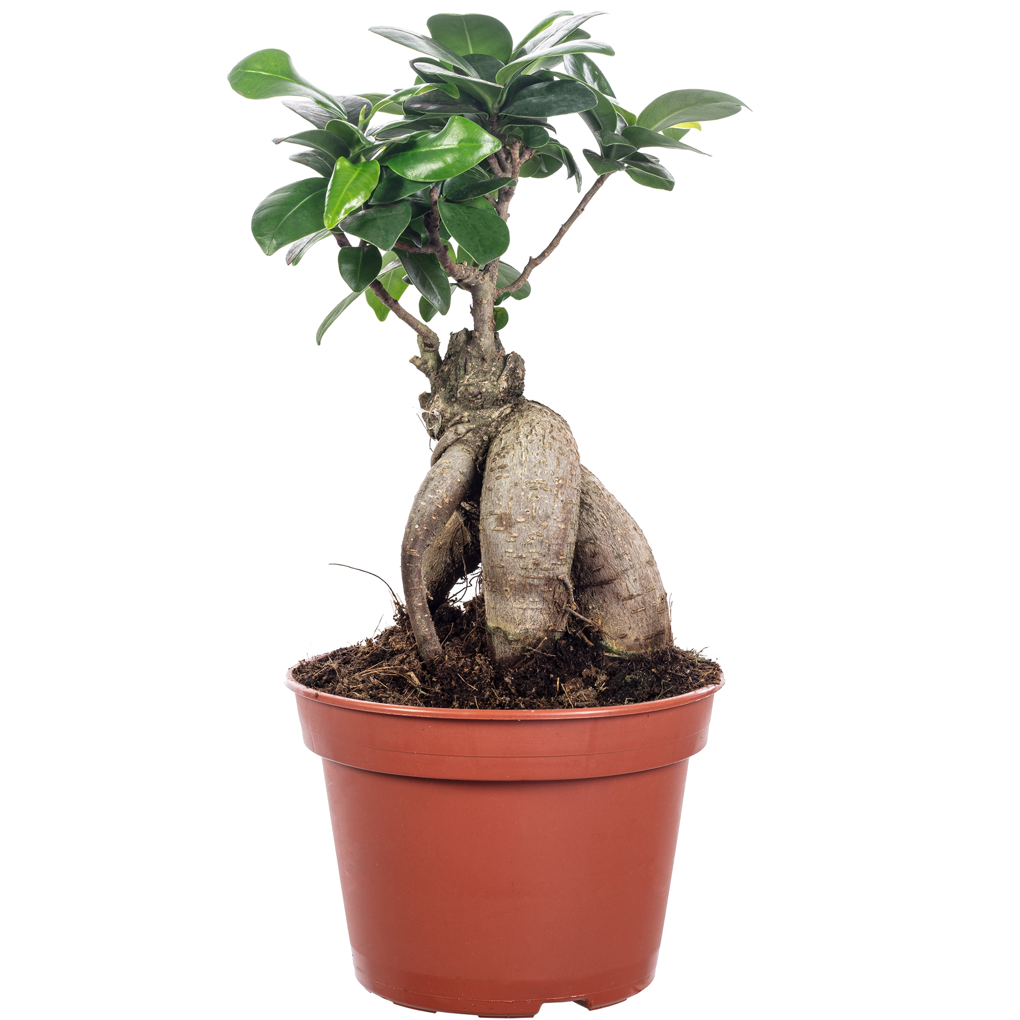 Фикус Микрокарпа Гинсенг (Ficus Ginseng) D17см