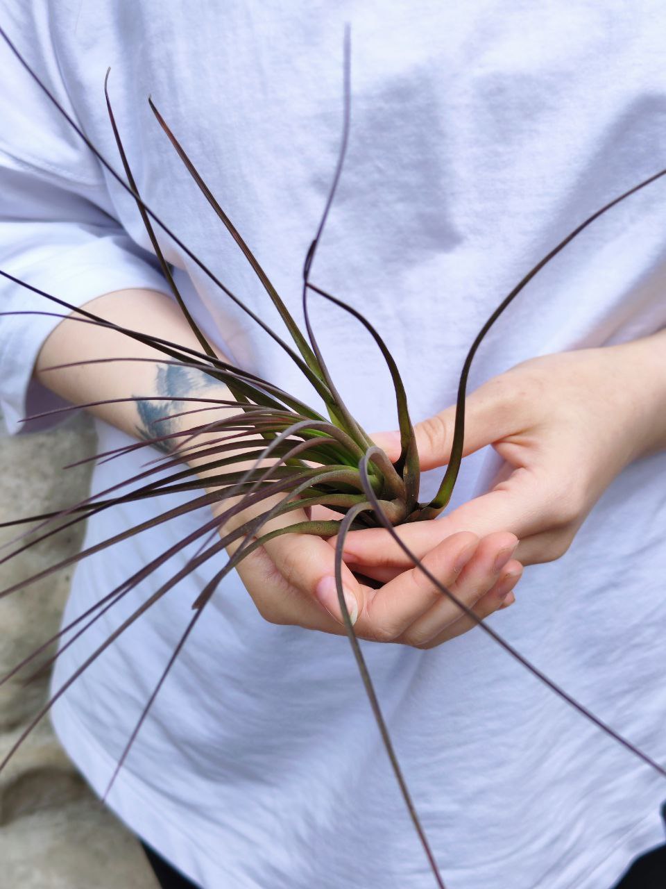 Тилландсия Меланократер Ред (Tillandsia Melanocrater Red)