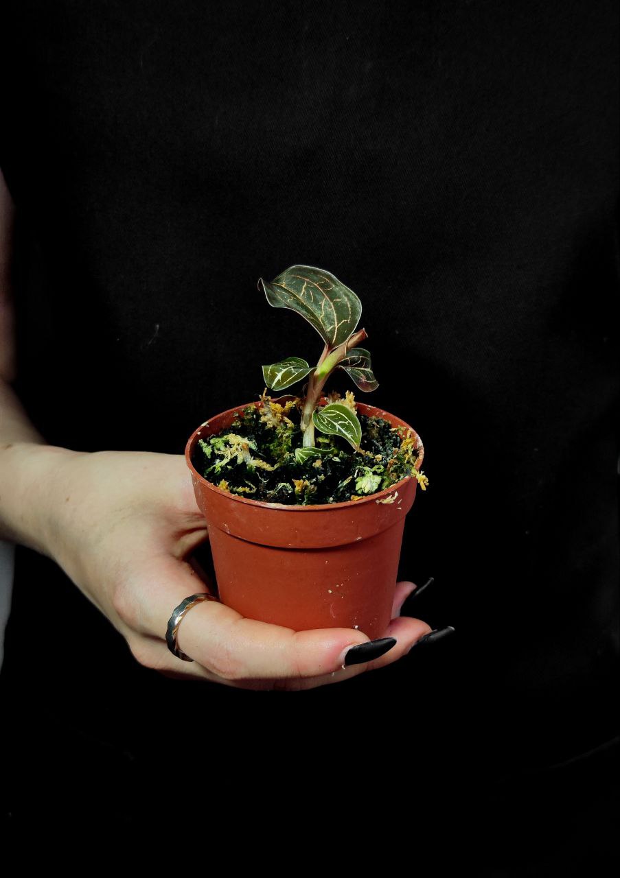 Орхидея Драгоценная Анектохилус Бурманикус (Jewel Orchid Anoectochilus Burmannicus) D7см
