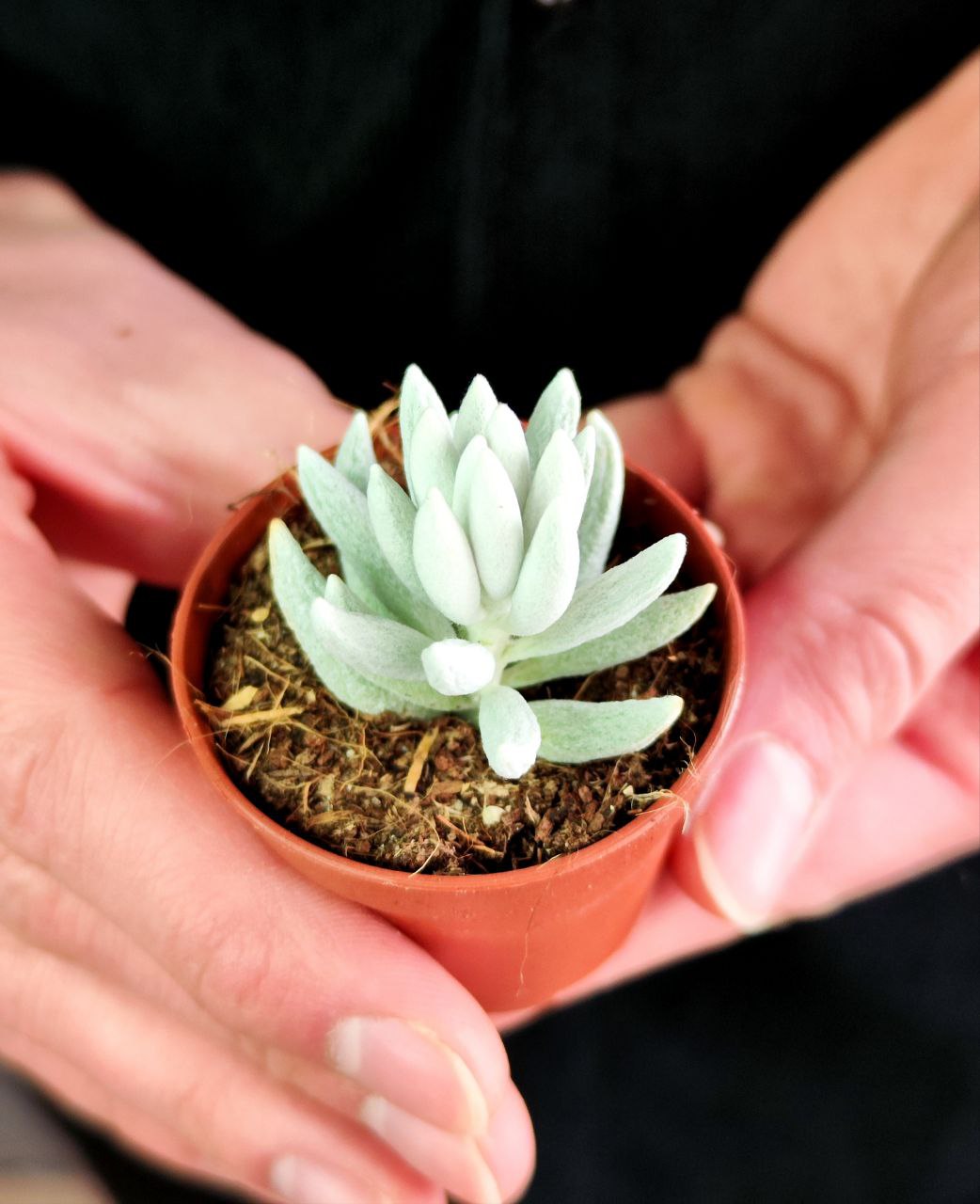 Крестовник Хаворта (Senecio Haworthii) D5см
