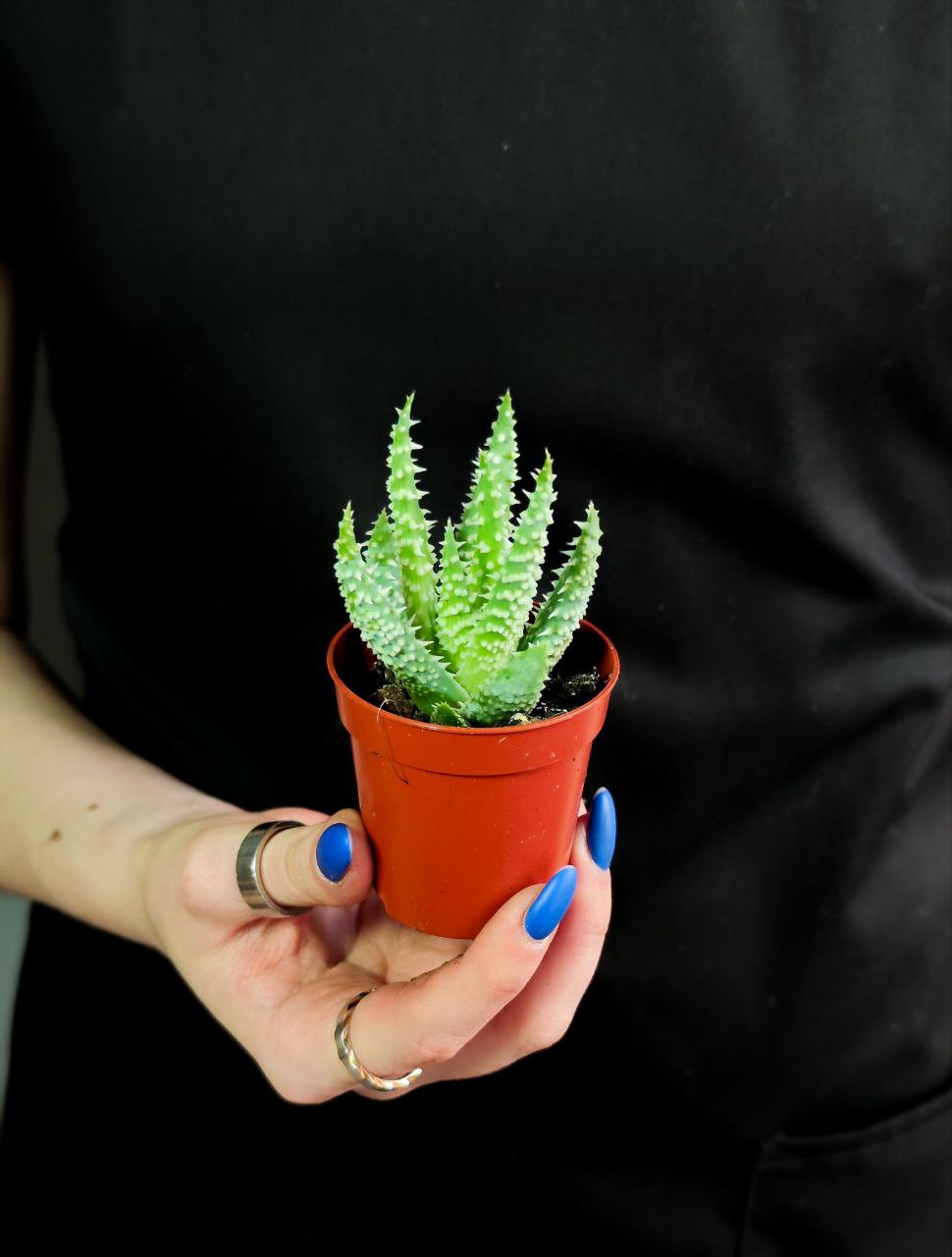 Алоэ Хумилис, или Приземистое (Aloe Humulis) D5см
