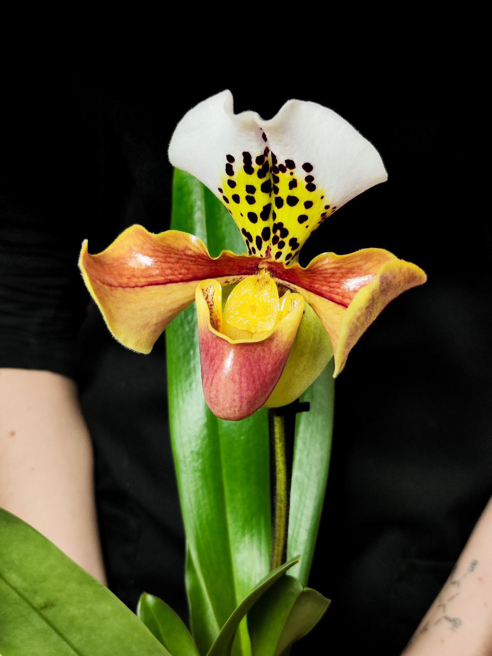 Пафиопедилум Американский Гибрид (Paphiopedilum American Hybrid) D12см