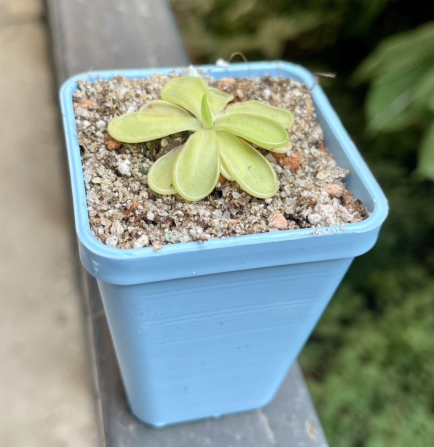 Жирянка Эмаргината (Pinguicula Emarginata)