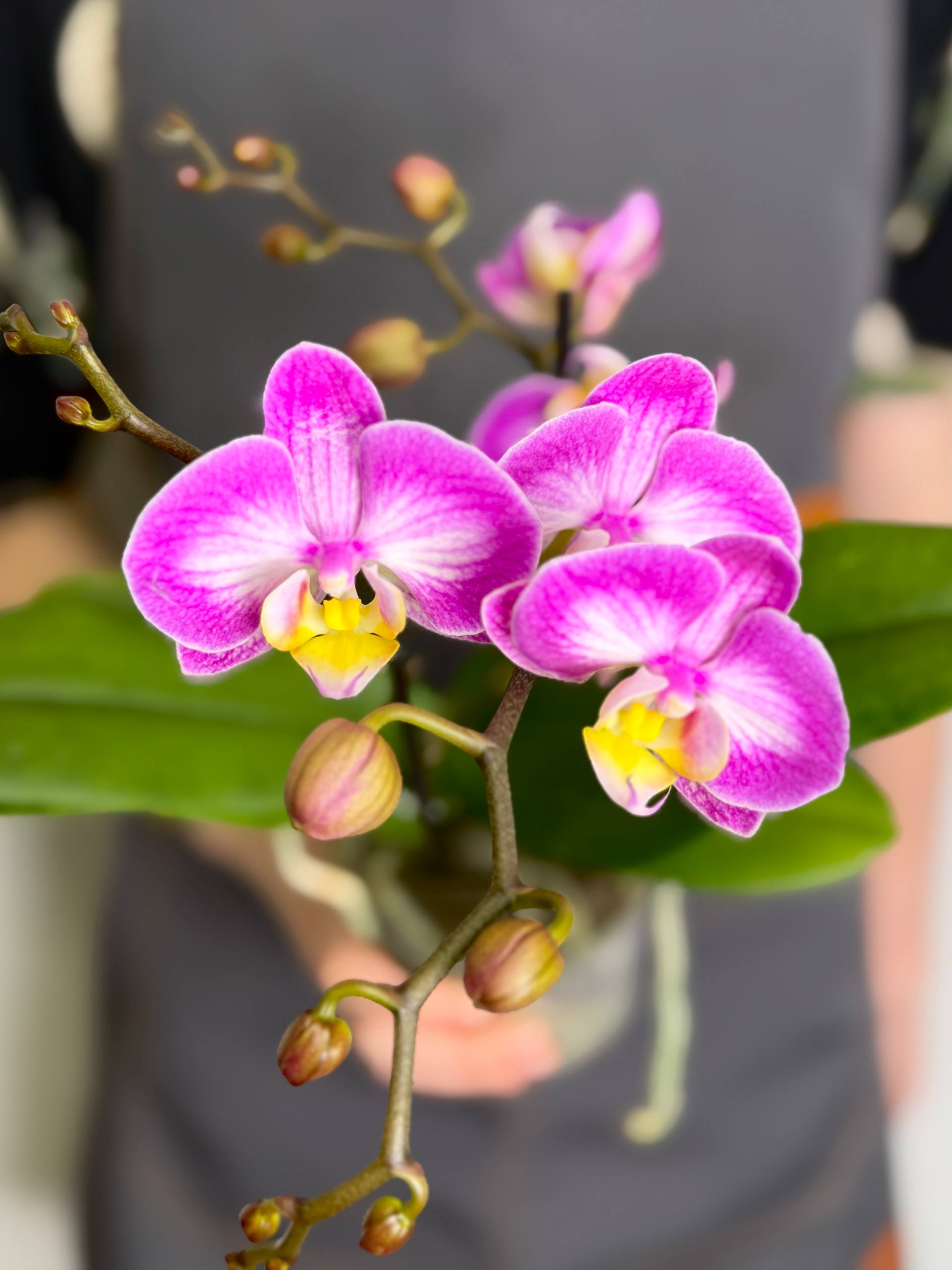 Орхидея Фаленопсис Розовый Кварц, или Сплит (Phalaenopsis Split) D9см