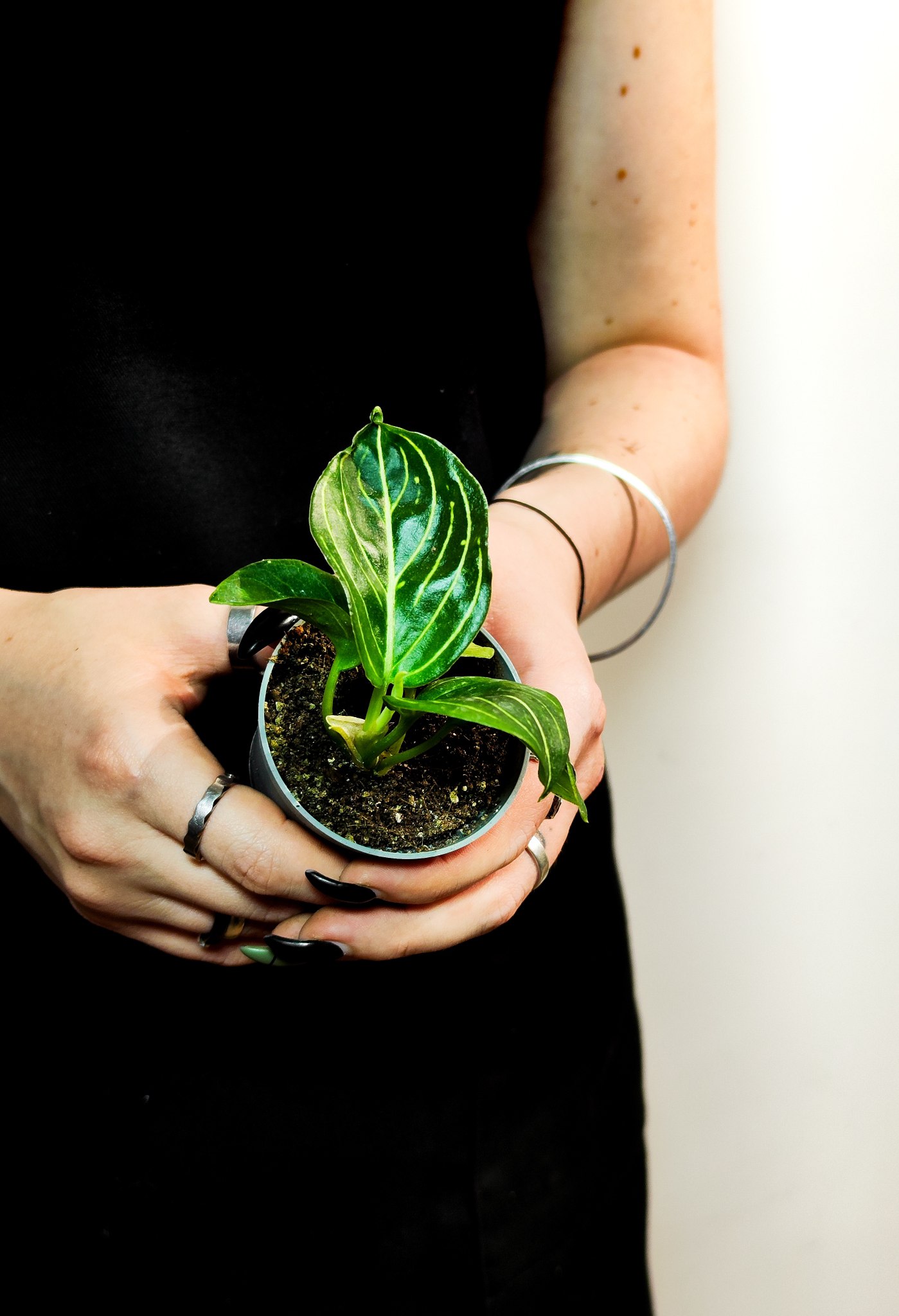 Аглаонема Томс Прайд (Aglaonema Toms Pride) D6см
