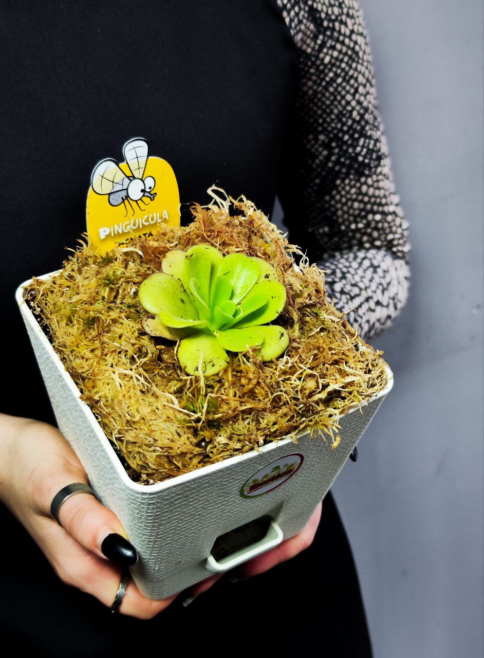 Жирянка Агната (Pinguicula Agnata) пересаженная D12см