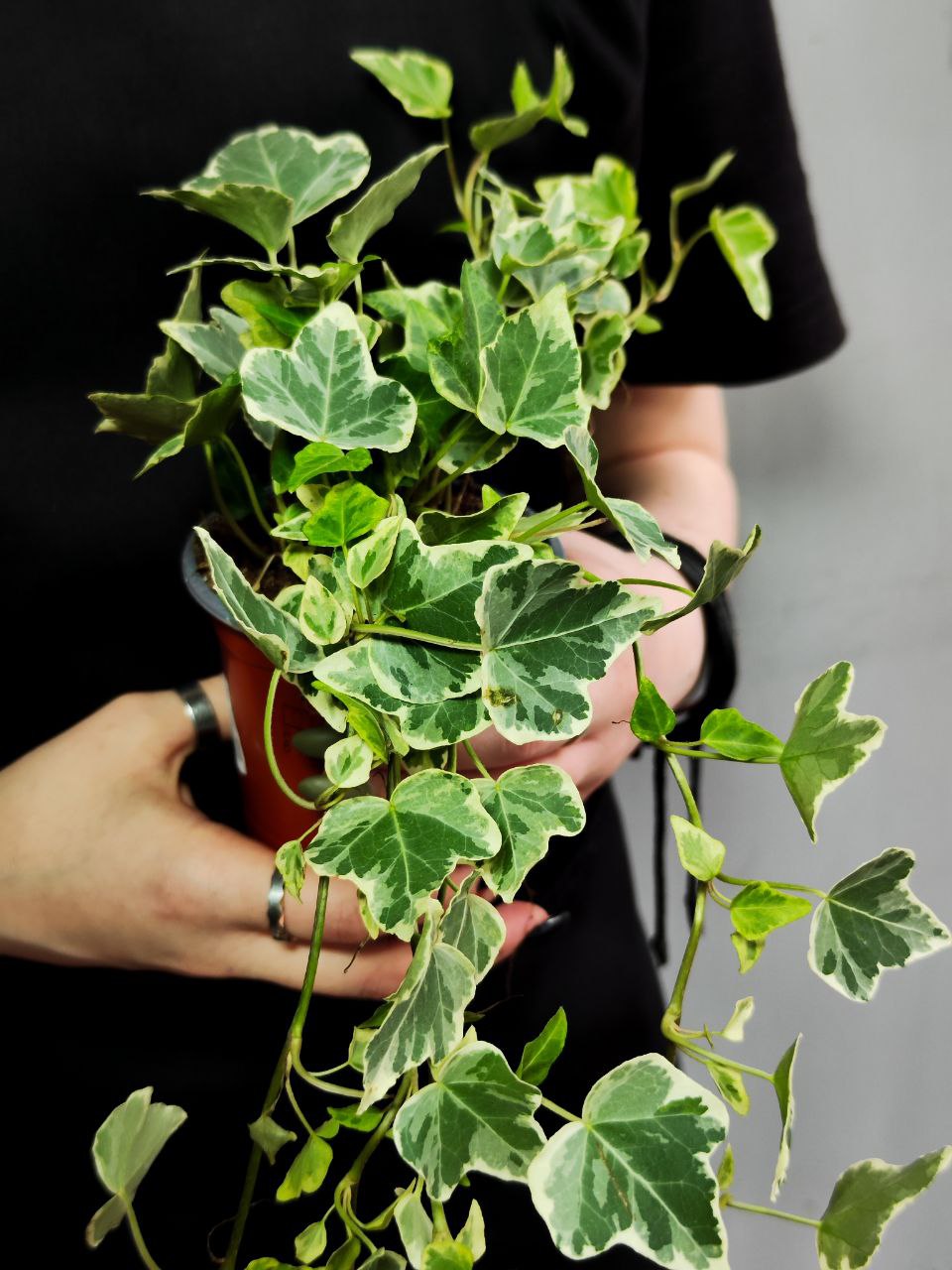 Хедера Хеликс Вариегата, Плющ (Hedera Helix Variegata) D9см