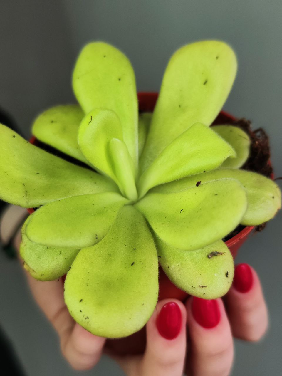 Жирянка Агната (Pinguicula Аgnata) D9см