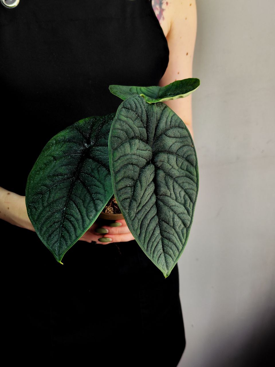 Алоказия Мело Рептилия (Alocasia Melo Reptile) D11см