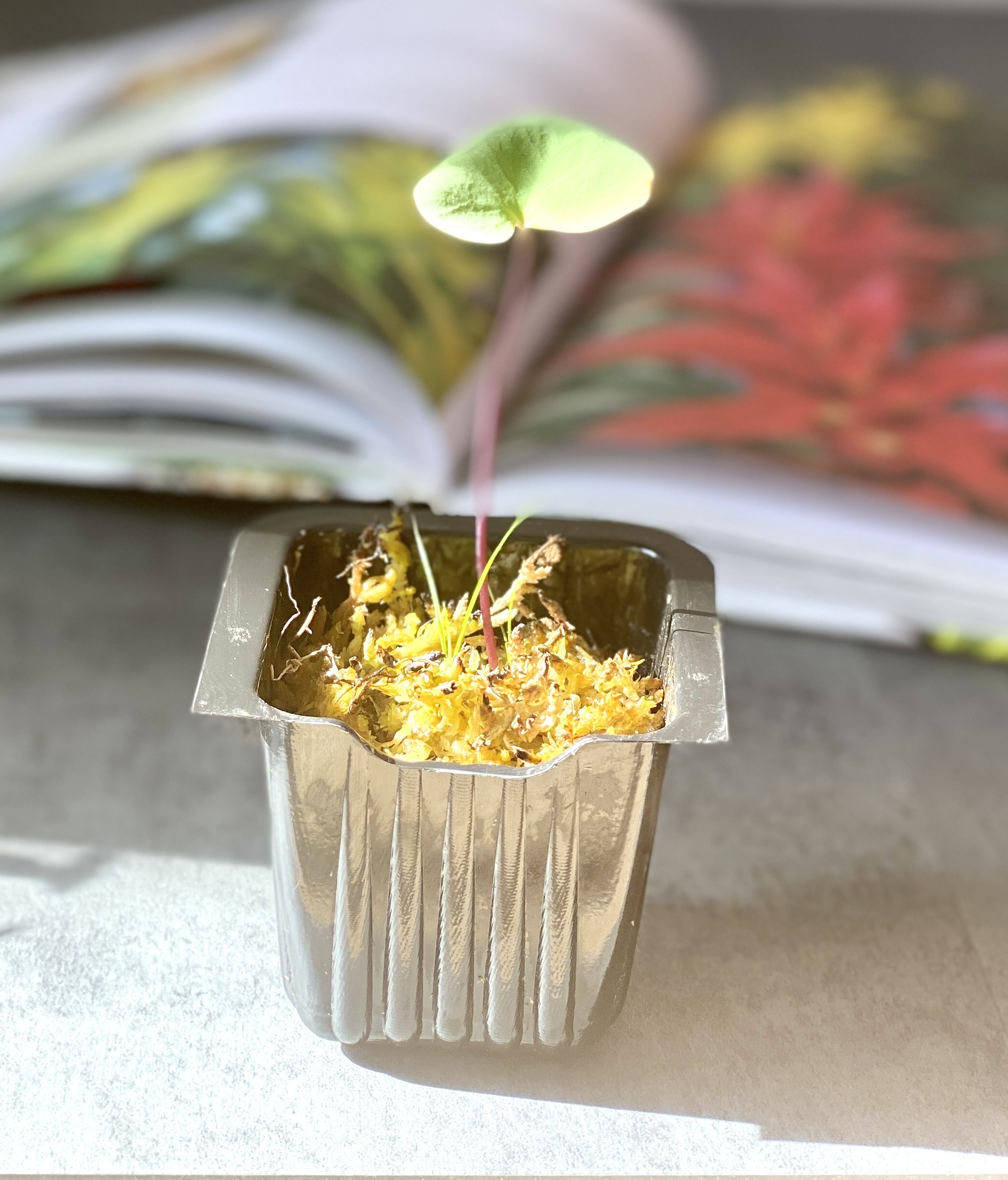 Пузырчатка почковидная (Utricularia reniformis)