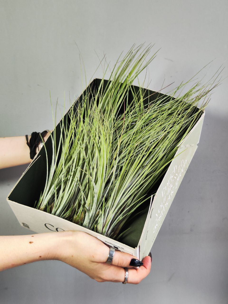 Тилландсия Ситниковая (Tillandsia Juncea)