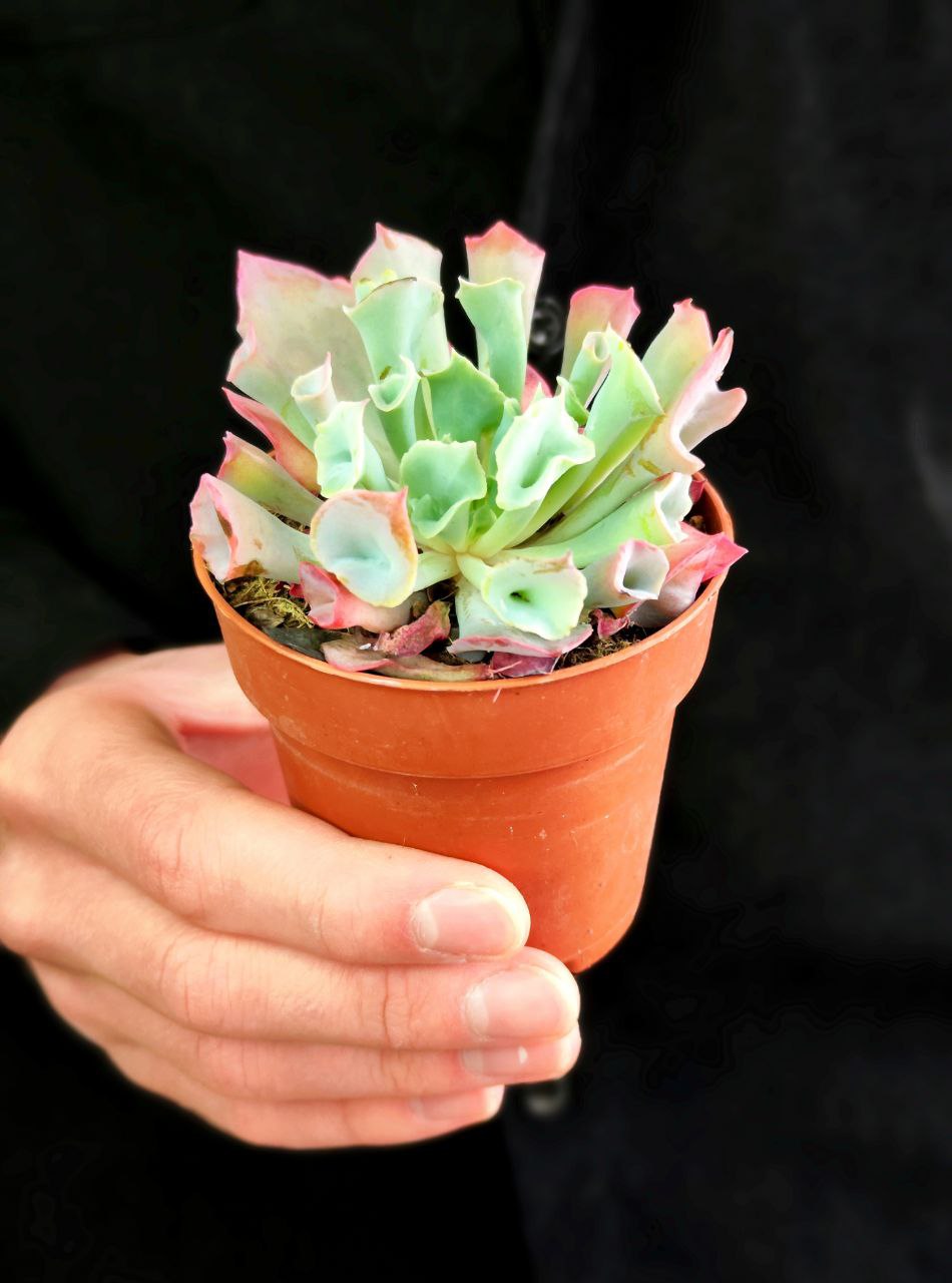 Эхеверия Трампет Пинки (Echeveria Trumpet Pinky) D8,5см